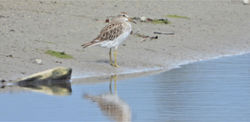 Pectoral Sandpiper, Calidris melanotos