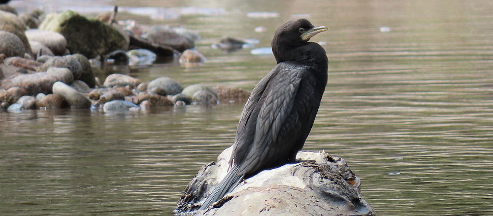 Juvenilekawaupaka-littleshag.jpg