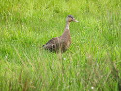 Mallard Duck, Rakiraki, Anas platyrhynchos