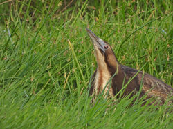 Bittern, Matuku Hurepo, Botaurus poiciloptilus