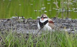 Black-fronted Dotterel