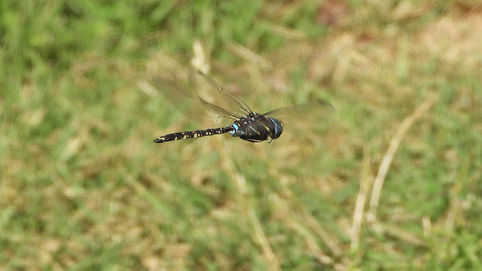 Photo showing a dark dragonfly with some light blue stripes facing away, and the blur of wings in flight visible as it hovers over grassland.