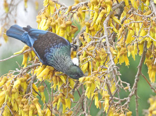 Tui bird feeding from kowhai flowers