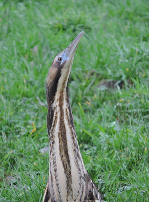Bittern with his neck outstretched