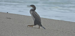 Spotted Shag, Kawau tikitiki, Phalacrocorax punctatus