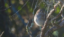 Dunnock, Hedge Sparrow, Prunella modularis