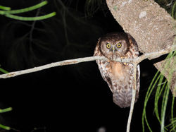 Morepork, Ruru, Ninox novaeseelandiae novaeseelandiae