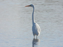 White Heron, Great Egret, Kotuku, Ardea alba modesta