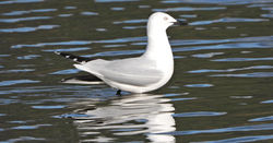 Red-bill Gull
