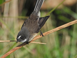 Fantail, Piwakawaka, Rhipidura fuliginosa