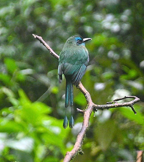 keel-billed-motmot-rio-celeste-costa-rica.jpg