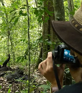 kibale_chimps__camera.webp