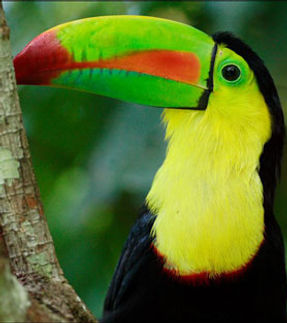 tenorio_lodge_birds_01.jpg