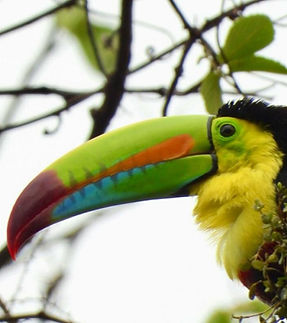 fincaventura-costa-rica.jpg