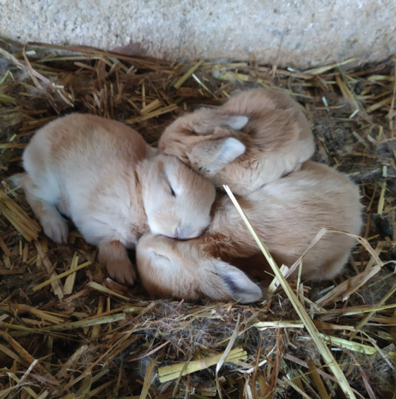 rabits.png