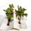 Μικρογραφία: BUSCH - LOT de 5 ARBRE FLEUR, FRUIT FEUILLE MOUSSE DECOR PAYSAGE H:6cm MINIATURE