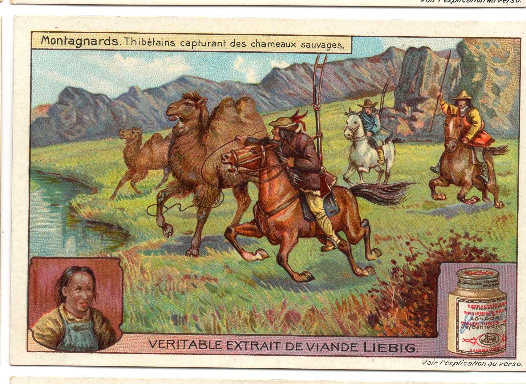 S1023 - CHROMO LIEBIG - 1911 - " MONTAGNARDS " : THIBETAINS CAPTURANT DES CHAMEA