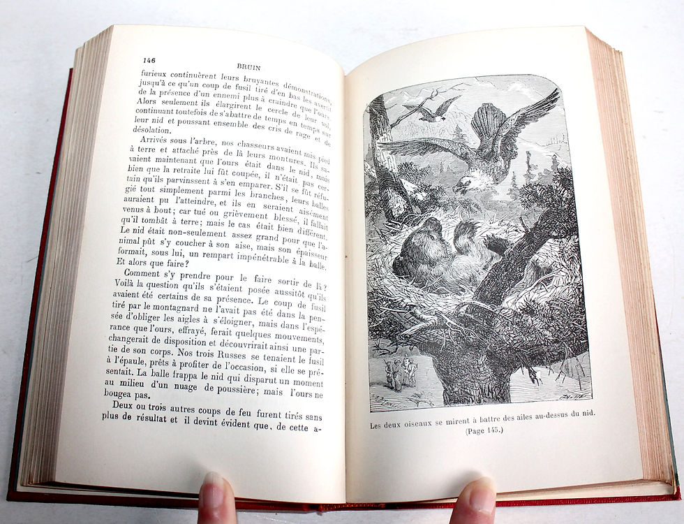 Μικρογραφία: BRUIN OU LES CHASSEURS D'OURS CAPIT. MAYNE REID 1894 BIBLIOTHEQUE ROSE ILLUSTREE
