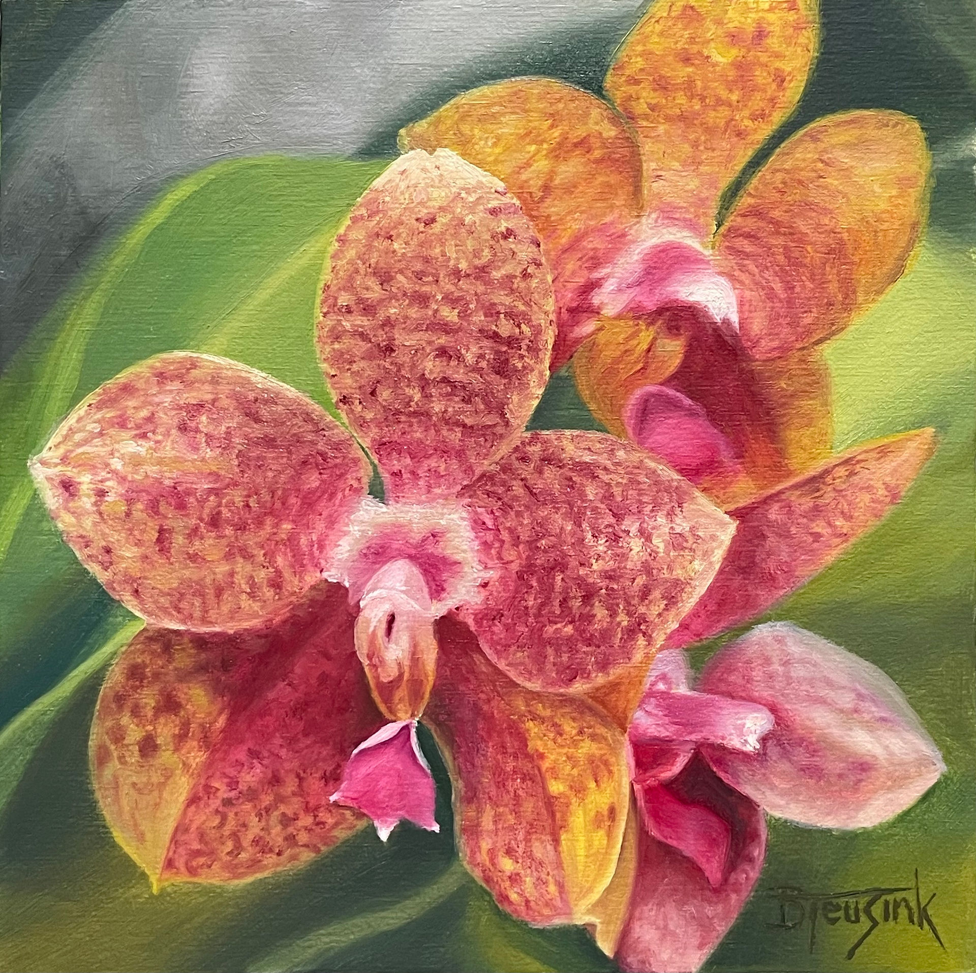 Gigabell Orchid