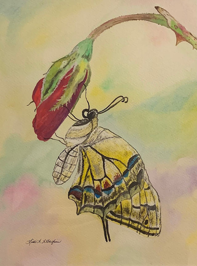 "Butterfly on Red Rosebud"