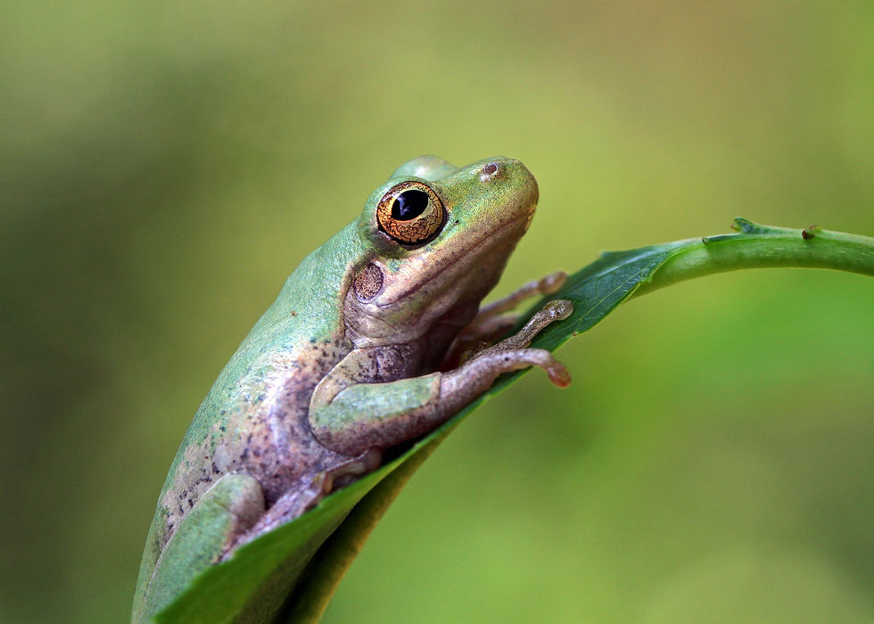 Squirrel Tree Frog
