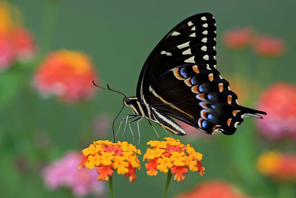 Palamedes Swallowtail