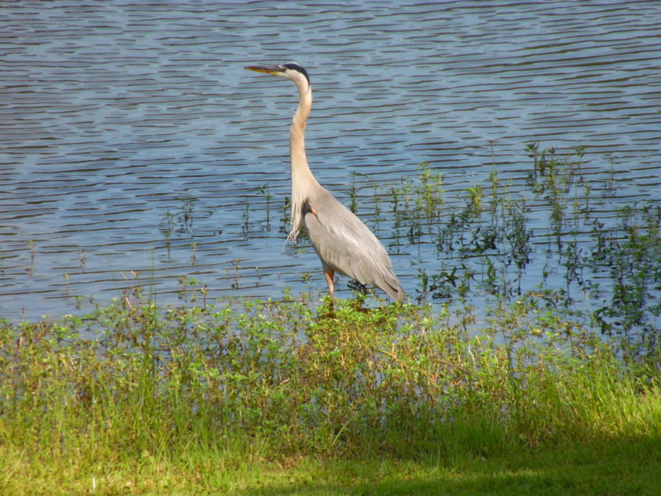 Blue Heron