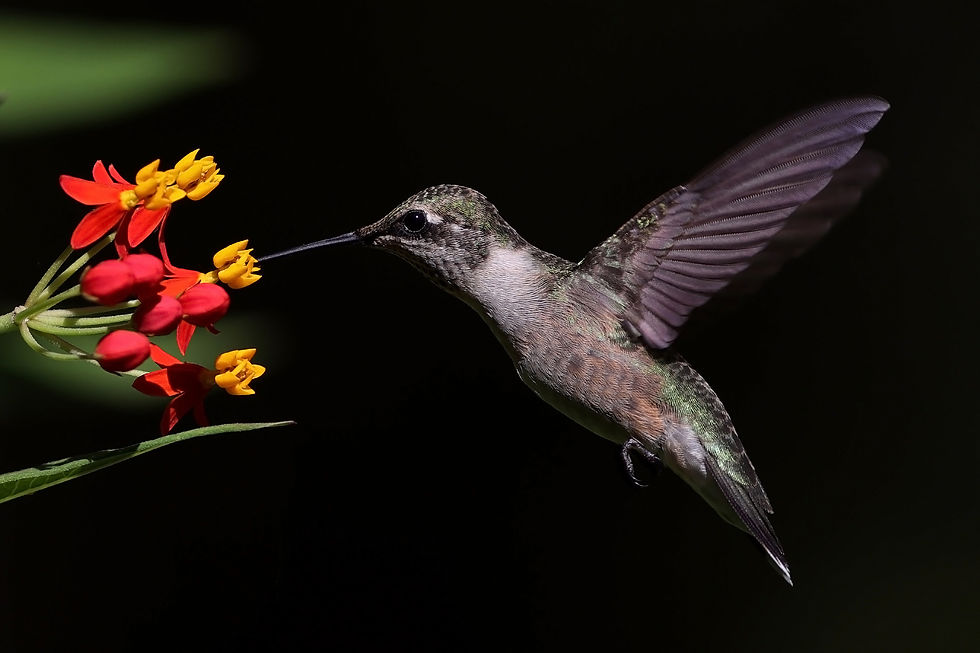 Sunlit Hummer