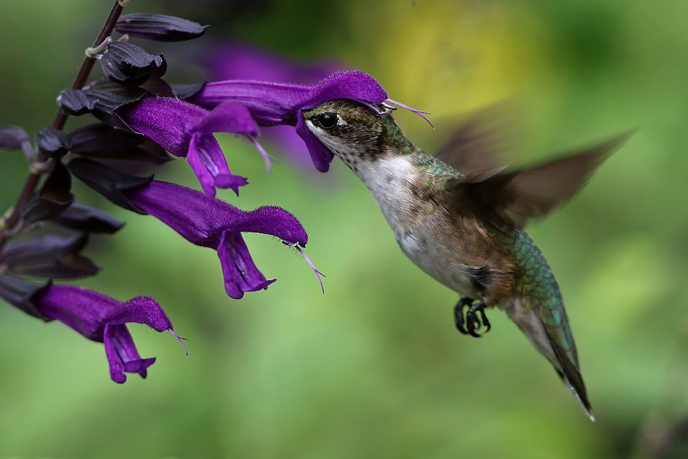 Salvia Sipper