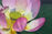 close up pink lotus on green water, oil painting by artist Barbara Teusink