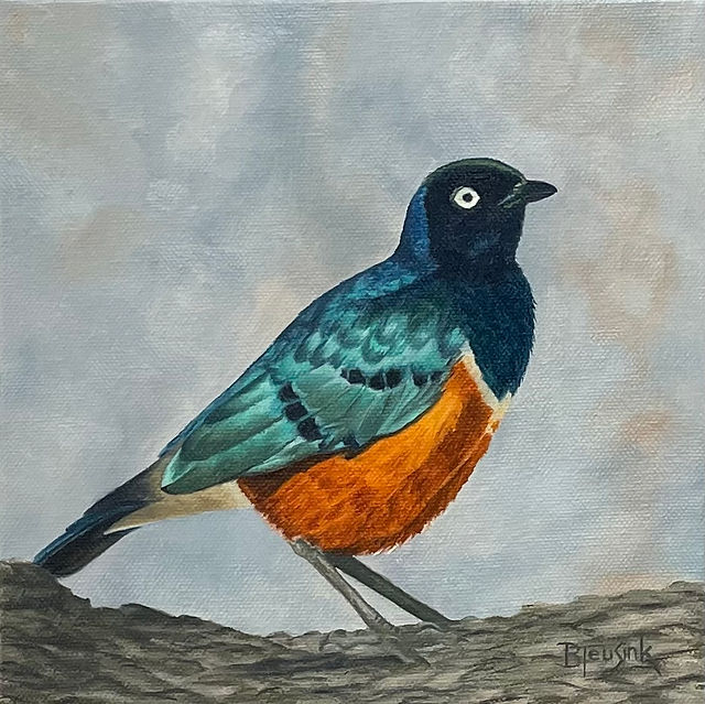painting Superb Starling by Barbara Teusink