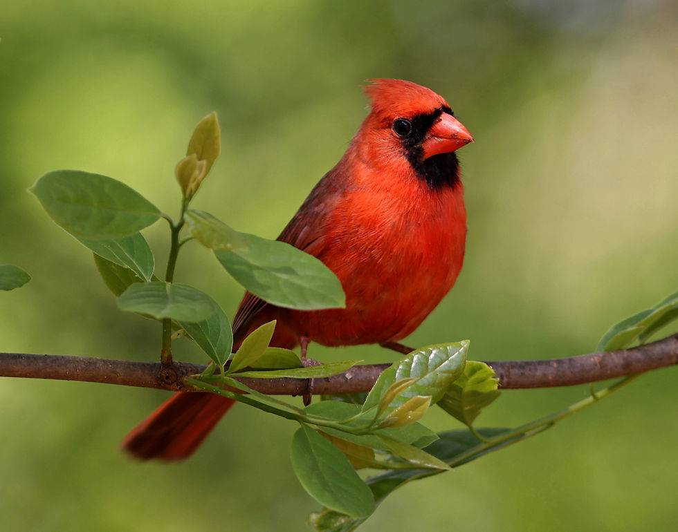 Persimmon Tree Percher