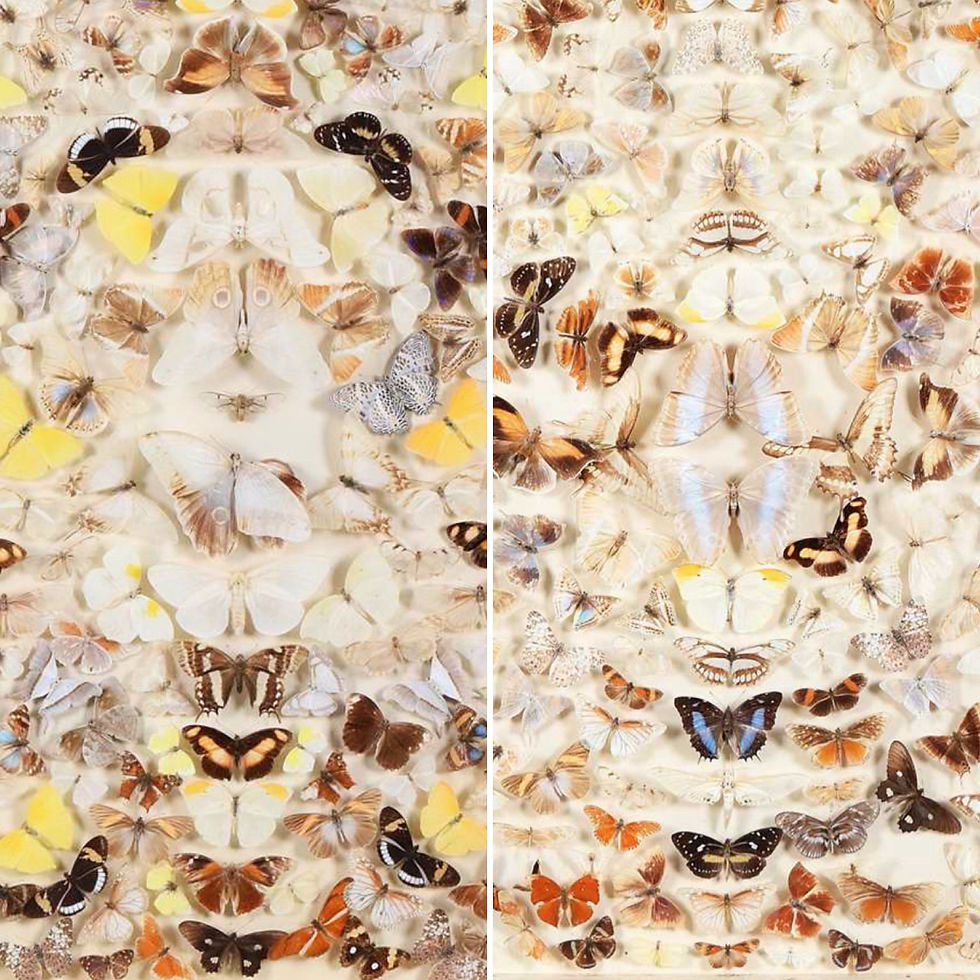 Thumbnail: A Victorian Butterfly-Mounted Room Divider, circa 1880–1900
