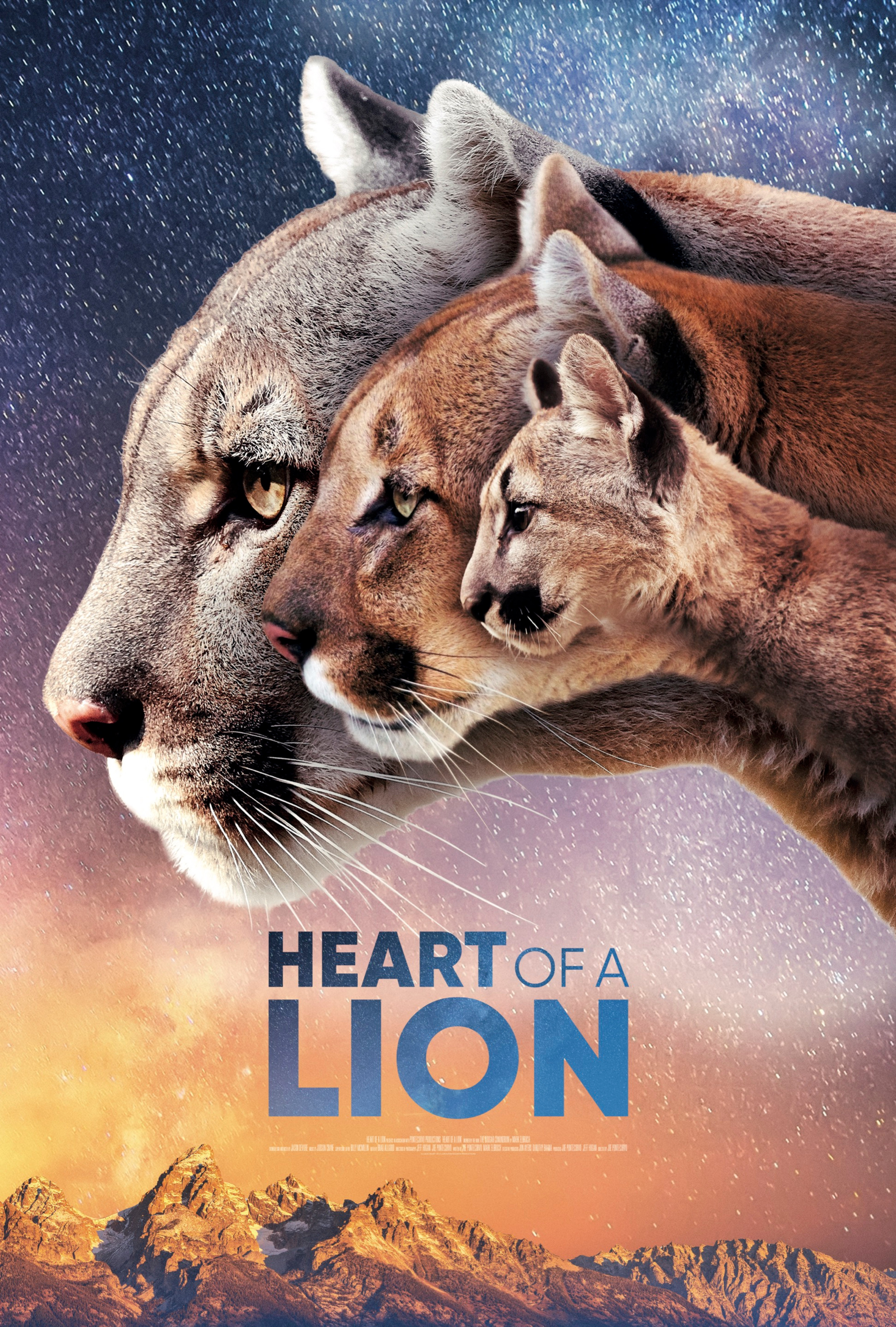 Heart of a Lion Film | Mountain lions