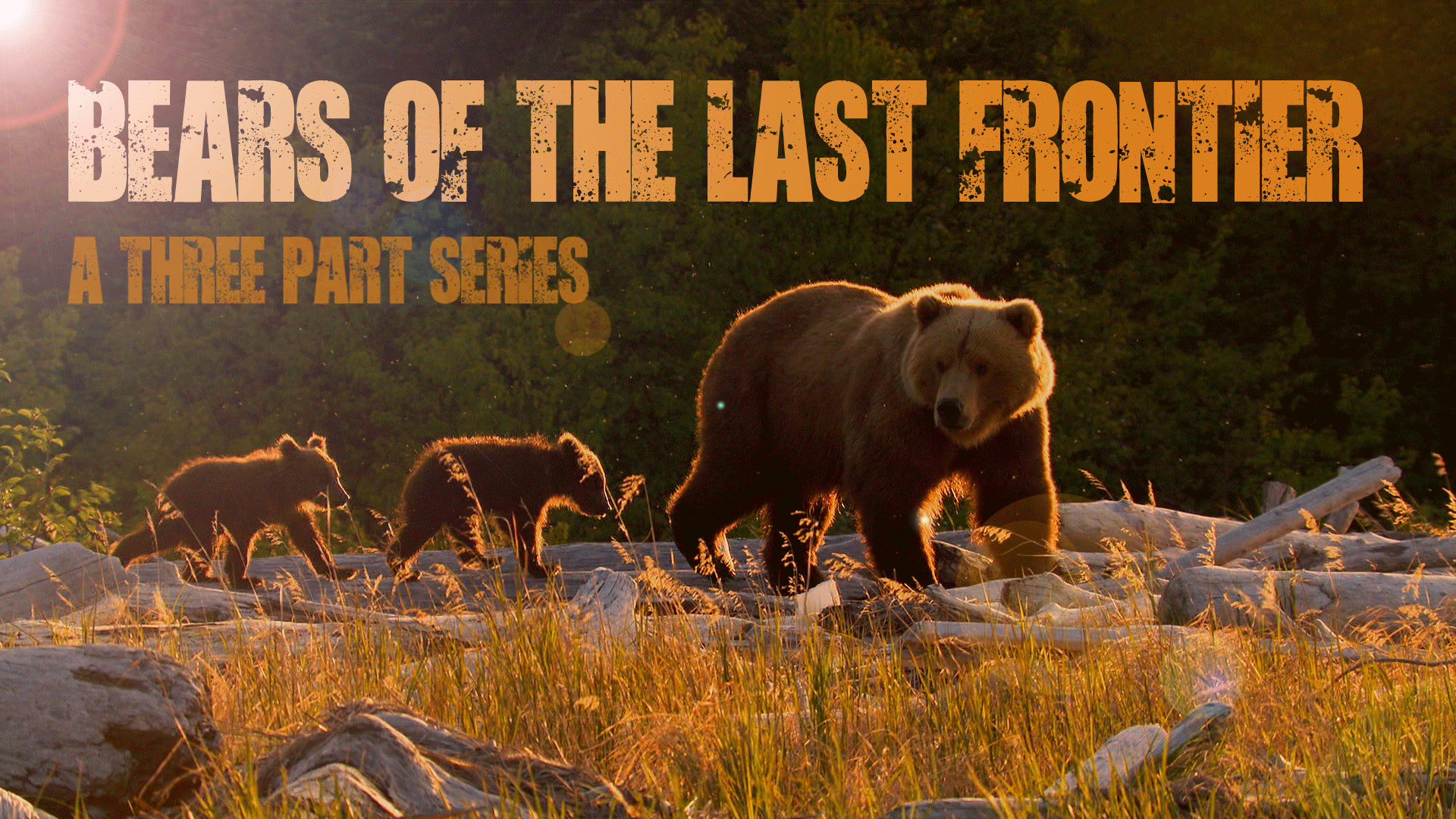 Bears of the Last Frontier 3x60