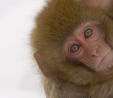 Snow Monkeys