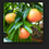 Thumbnail: Pink Grapefruit