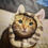Thumbnail: フェリシモ猫部- Cat ear Mofumofu Headband