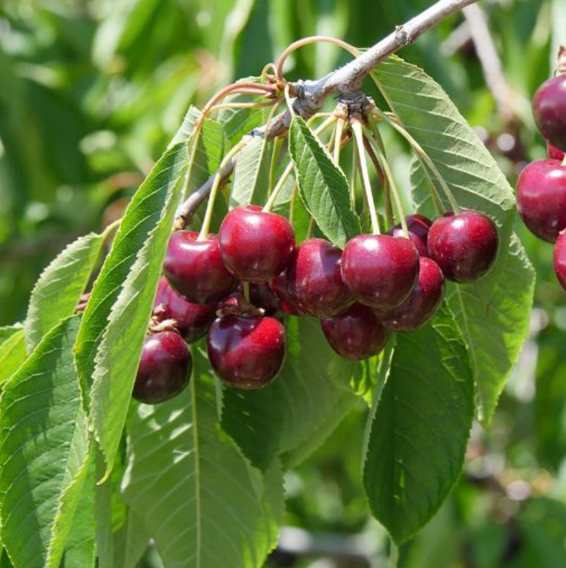 Cherry, Eastern Bing/BlackYork - Fruit Tree (7gal)