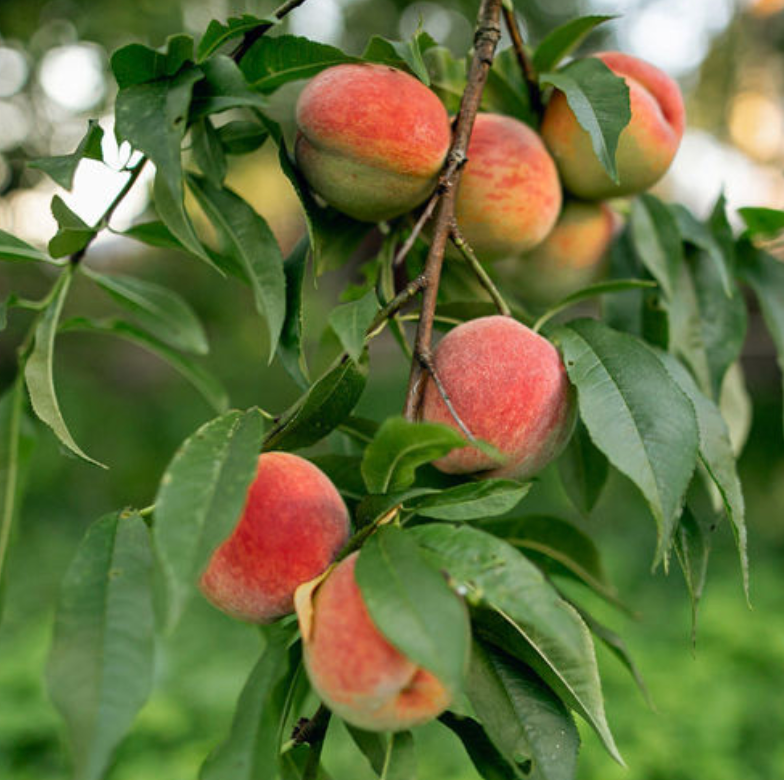 Peach, Redhaven - Fruit Tree (15gal)