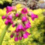 perennials