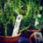 organic herbs