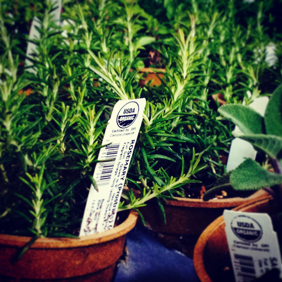 organic herbs
