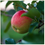 Thumbnail: Apple, Honeycrisp - Fruit Tree (15gal)