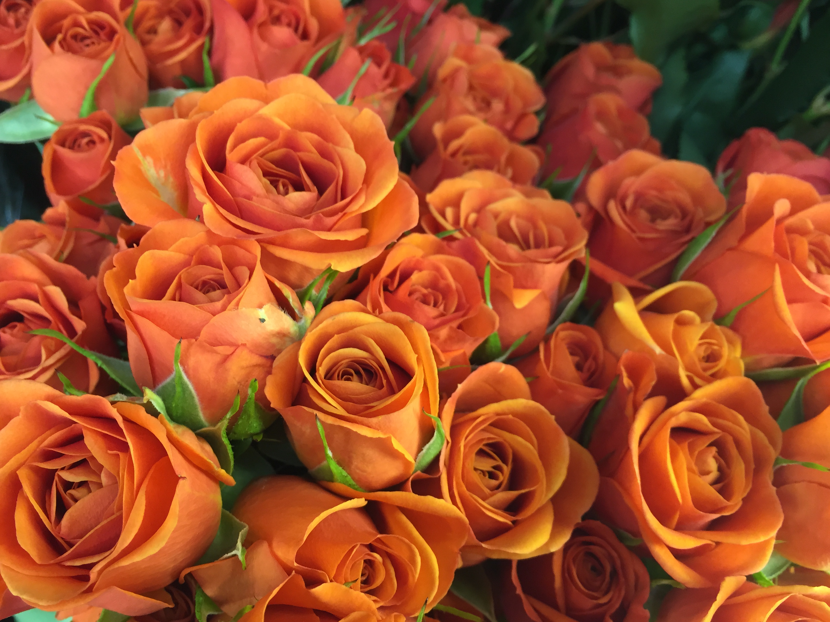 about flower shop sneed's nursery richmond