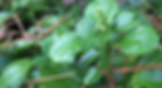 groundcovers