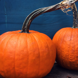 pie pumpkins