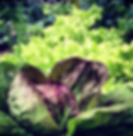 organic vegetables