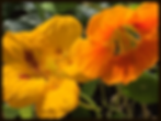 annuals
