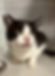 ネコ太　Nekota （FIV＋）